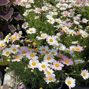 Meet your Posher, Lydia